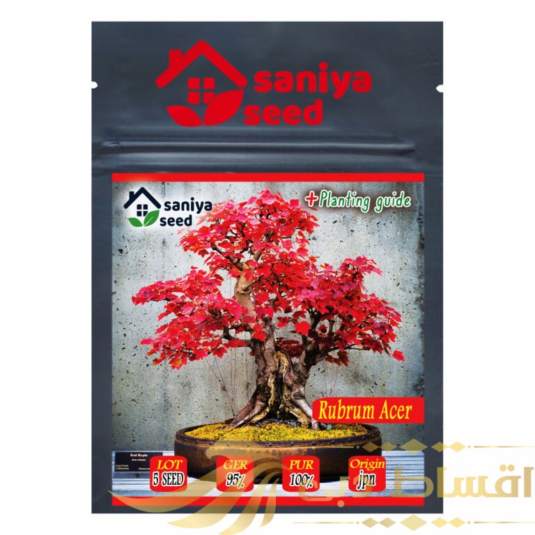 بذر بنسای افرا روبروم قرمز سانیا سید مدل S35